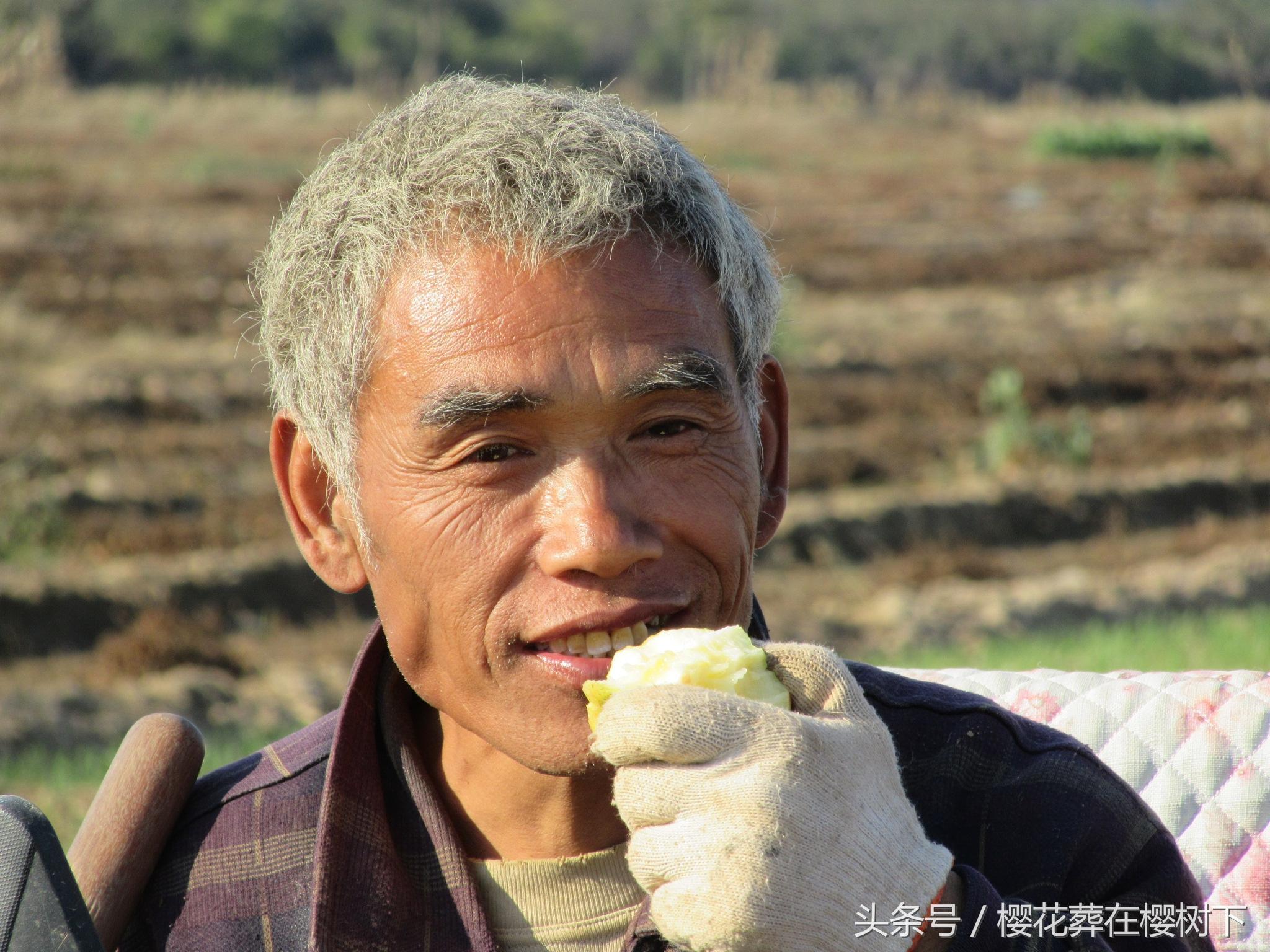 麻山药最新价格与市场动态分析